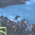 Blue penguin colony-3