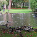 畢肯丘公園湖畔水鳥