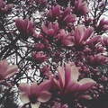 Magnolia/木蘭花