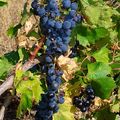 世上葡萄有無數品種，然而有的只宜生吃，有的則宜釀酒，這兒介紹的多屬宜釀酒的品種