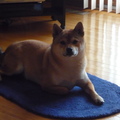 Saku - Canadian Japanese dog