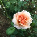 燦爛十月 玫瑰花
