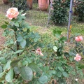 燦爛十月 玫瑰花