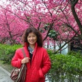 麗緻櫻花與林語堂紀念館