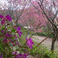野牡丹與山櫻花