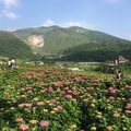 2018 竹子湖繡球花