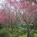 緋紅色的櫻花林