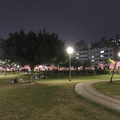 樂活公園 臺北最後的寒櫻