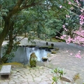 櫻與池