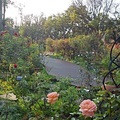 2017 花博 玫瑰花園