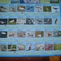 保護濕地的鳥類