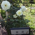 2017 花博 玫瑰花園