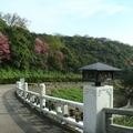 2012中山樓櫻花