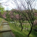 2012中山樓櫻花