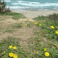 海邊野花