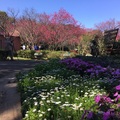 2019春 花卉試驗中心