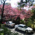 中國大飯店最盛的櫻花