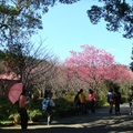 花卉中心櫻花林