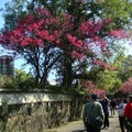 花卉中心的紅山櫻
