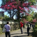 花卉中心最盛的櫻紅