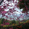 山櫻花 艷滿天