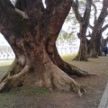 樹根
