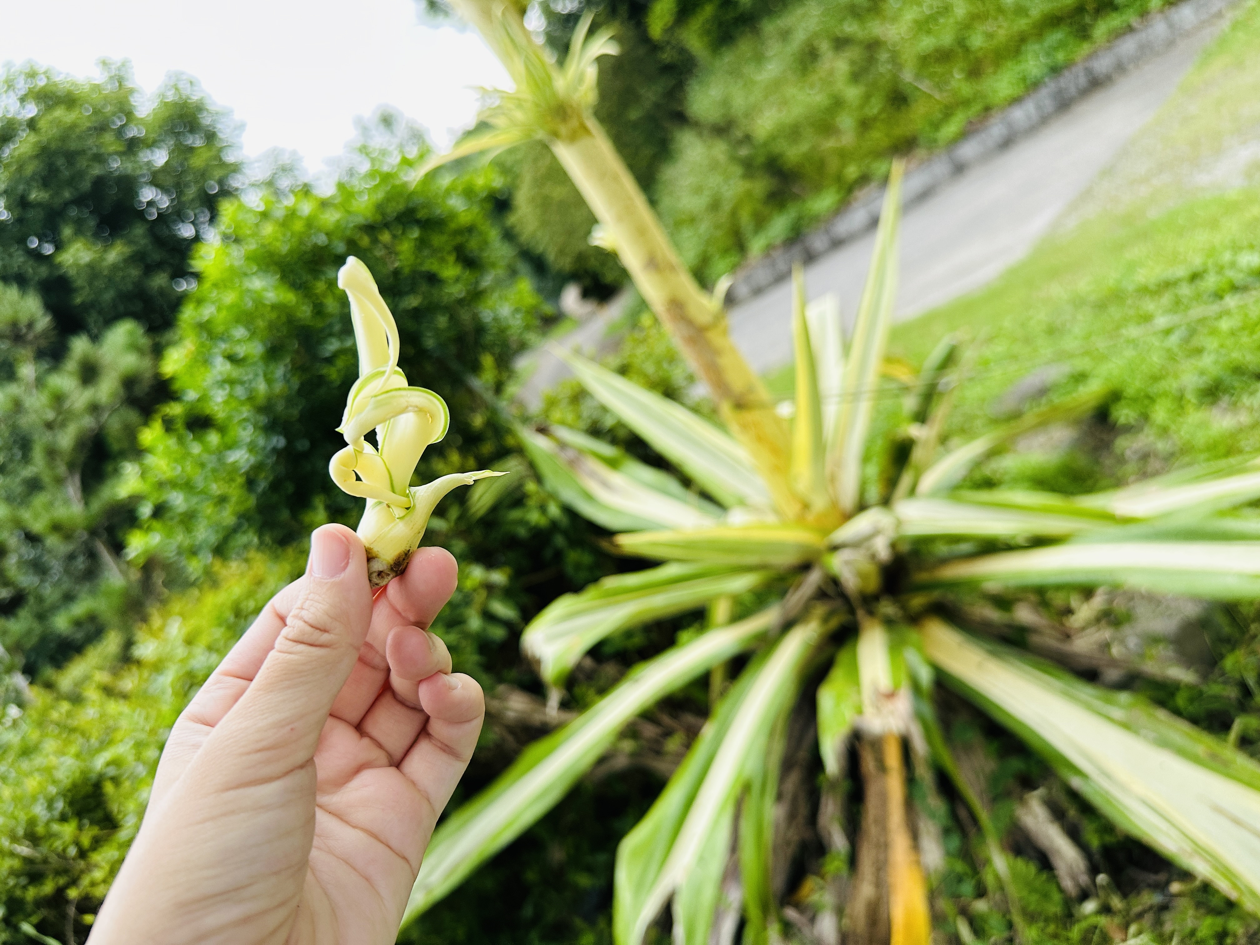 【鷗漫景觀農場露營區】宜蘭礁溪親子露營推薦！手作課程、生態導