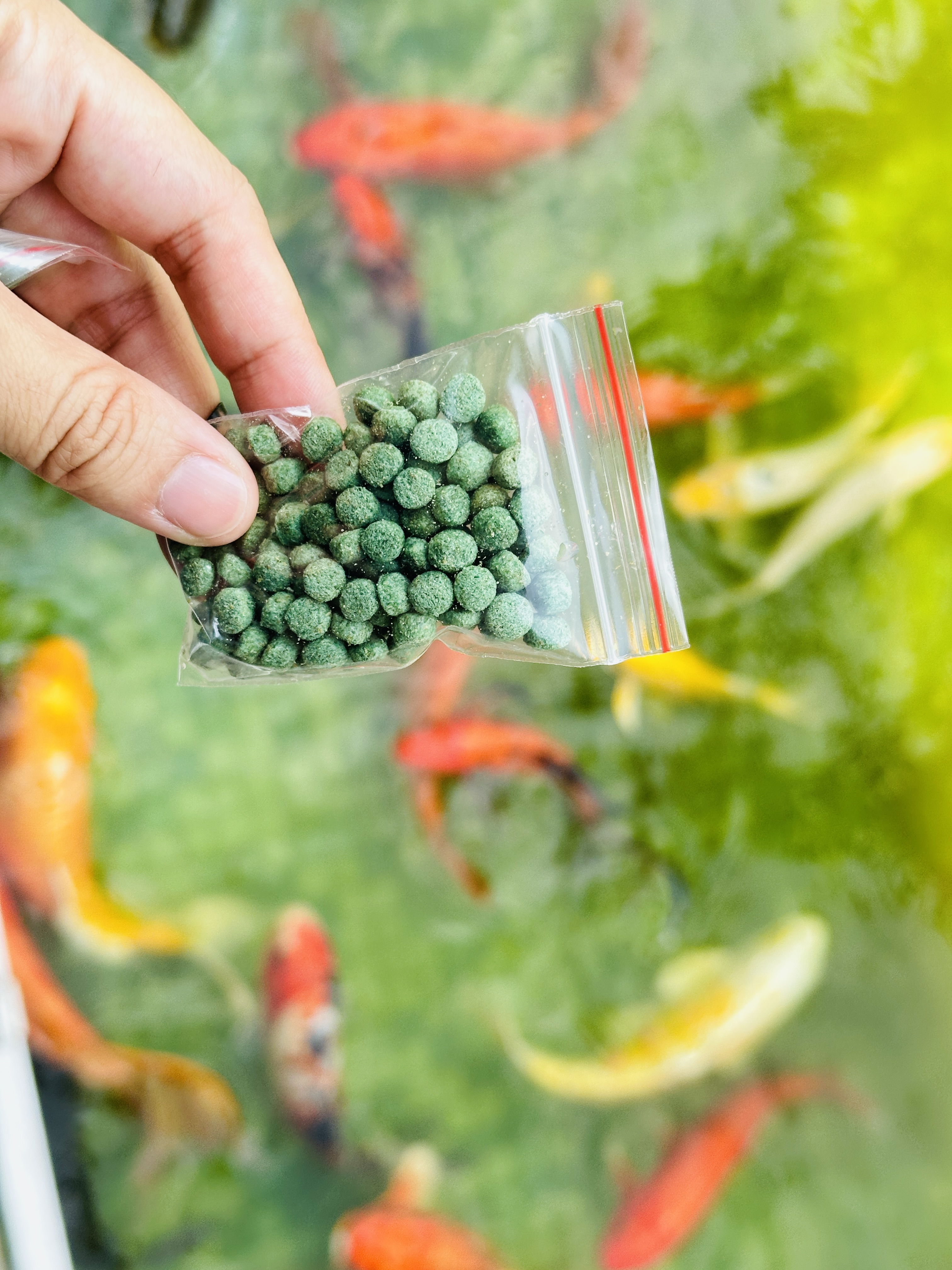 【哈比雪兒露營區】彰化懶人露營｜一泊三食免裝備，親子帳棚住宿