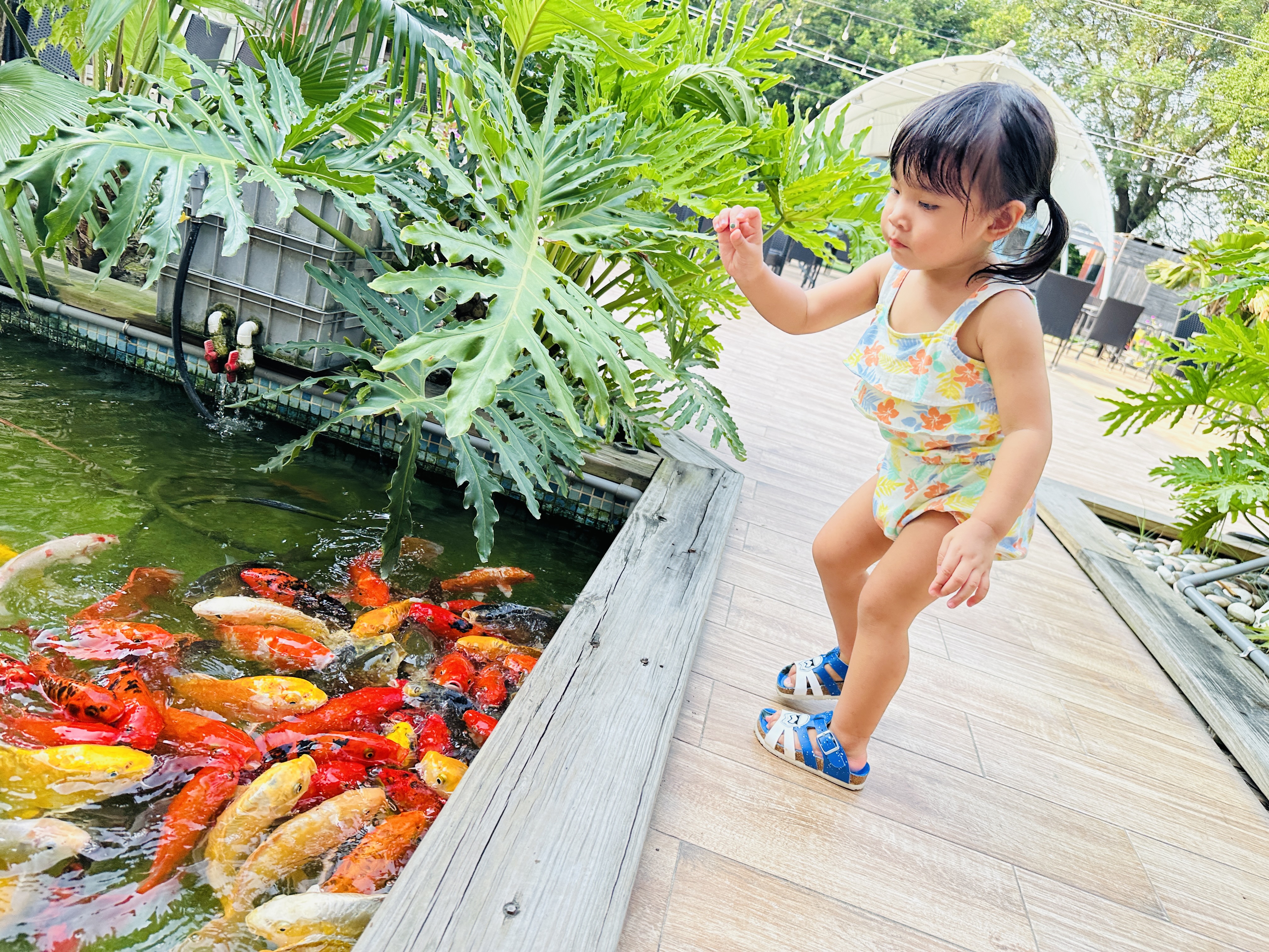 【哈比雪兒露營區】彰化懶人露營｜一泊三食免裝備，親子帳棚住宿
