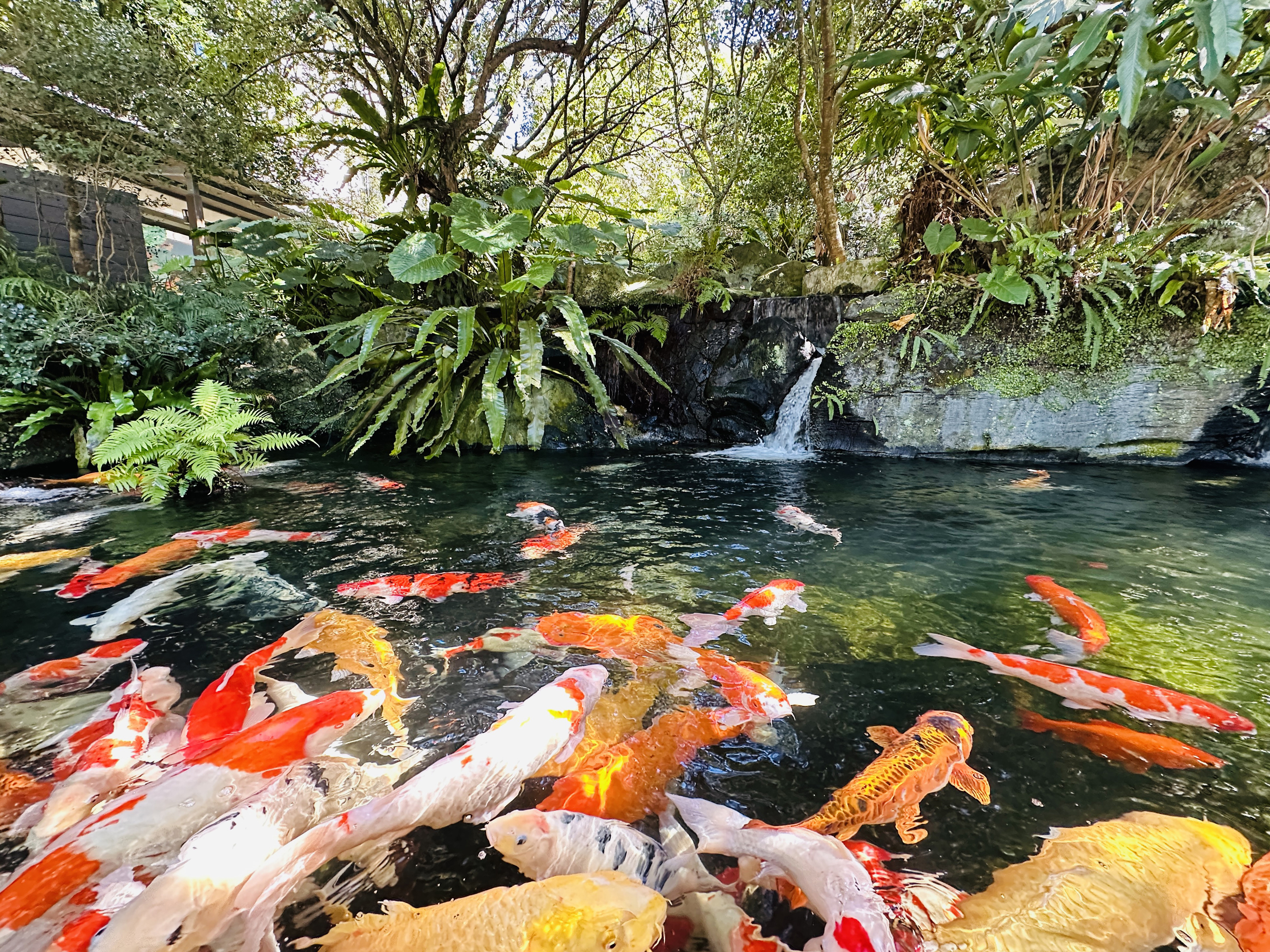【大板根森林溫泉酒店】新北三峽寵物親子房入住開箱｜森林、溫泉