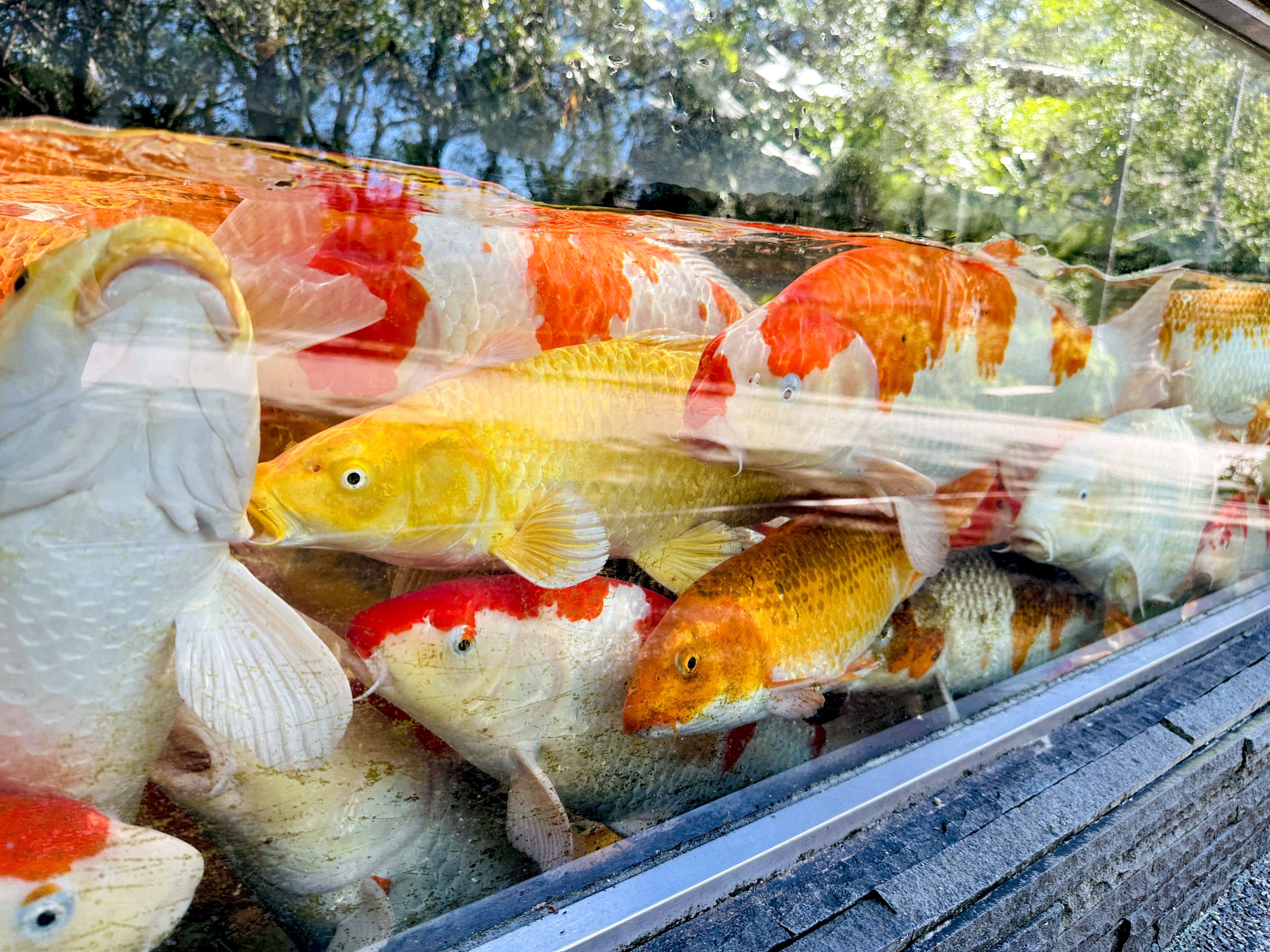 【大板根森林溫泉酒店】新北三峽寵物親子房入住開箱｜森林、溫泉