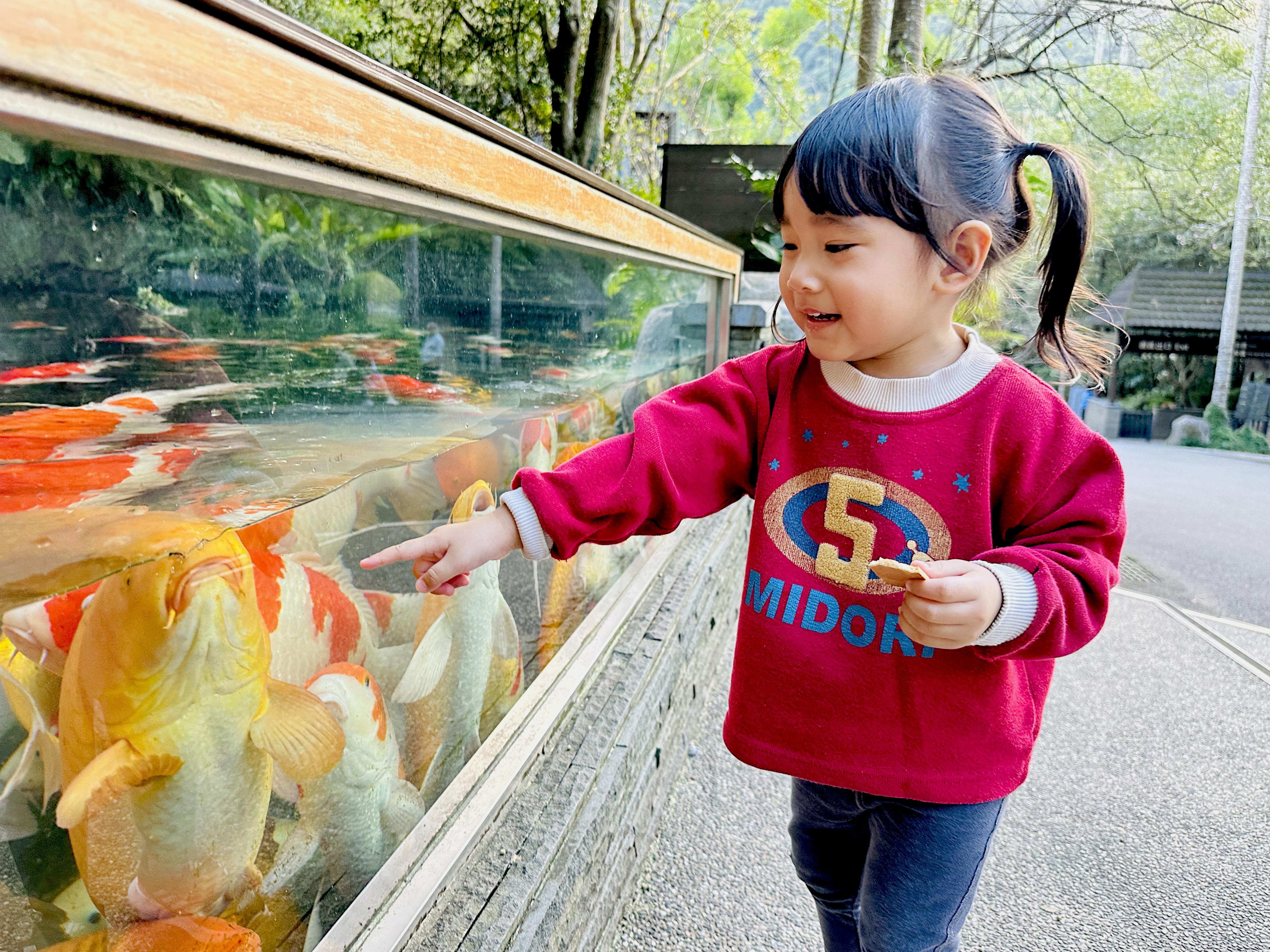 【大板根森林溫泉酒店】新北三峽寵物親子房入住開箱｜森林、溫泉