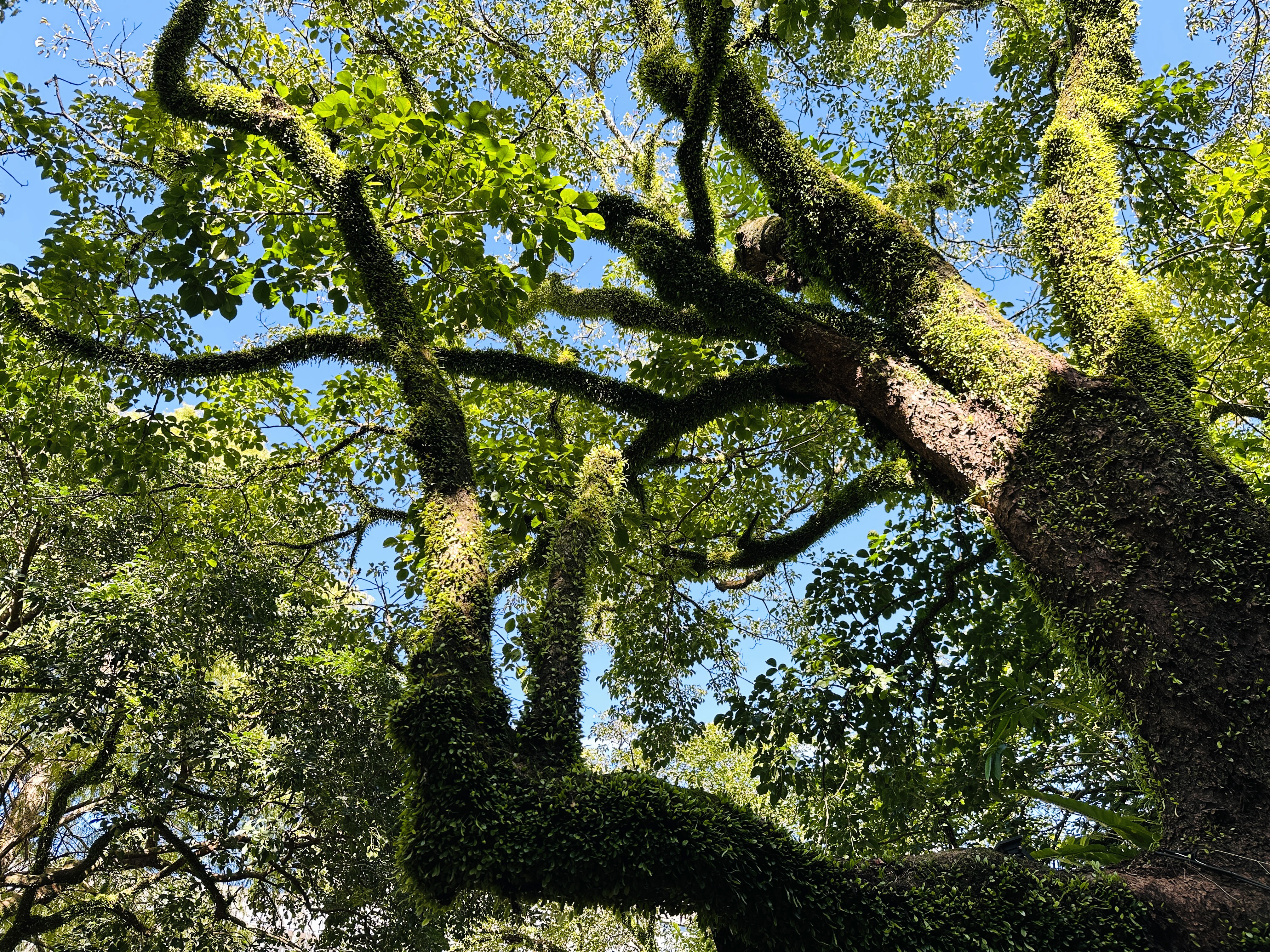 【大板根森林溫泉酒店】新北三峽寵物親子房入住開箱｜森林、溫泉