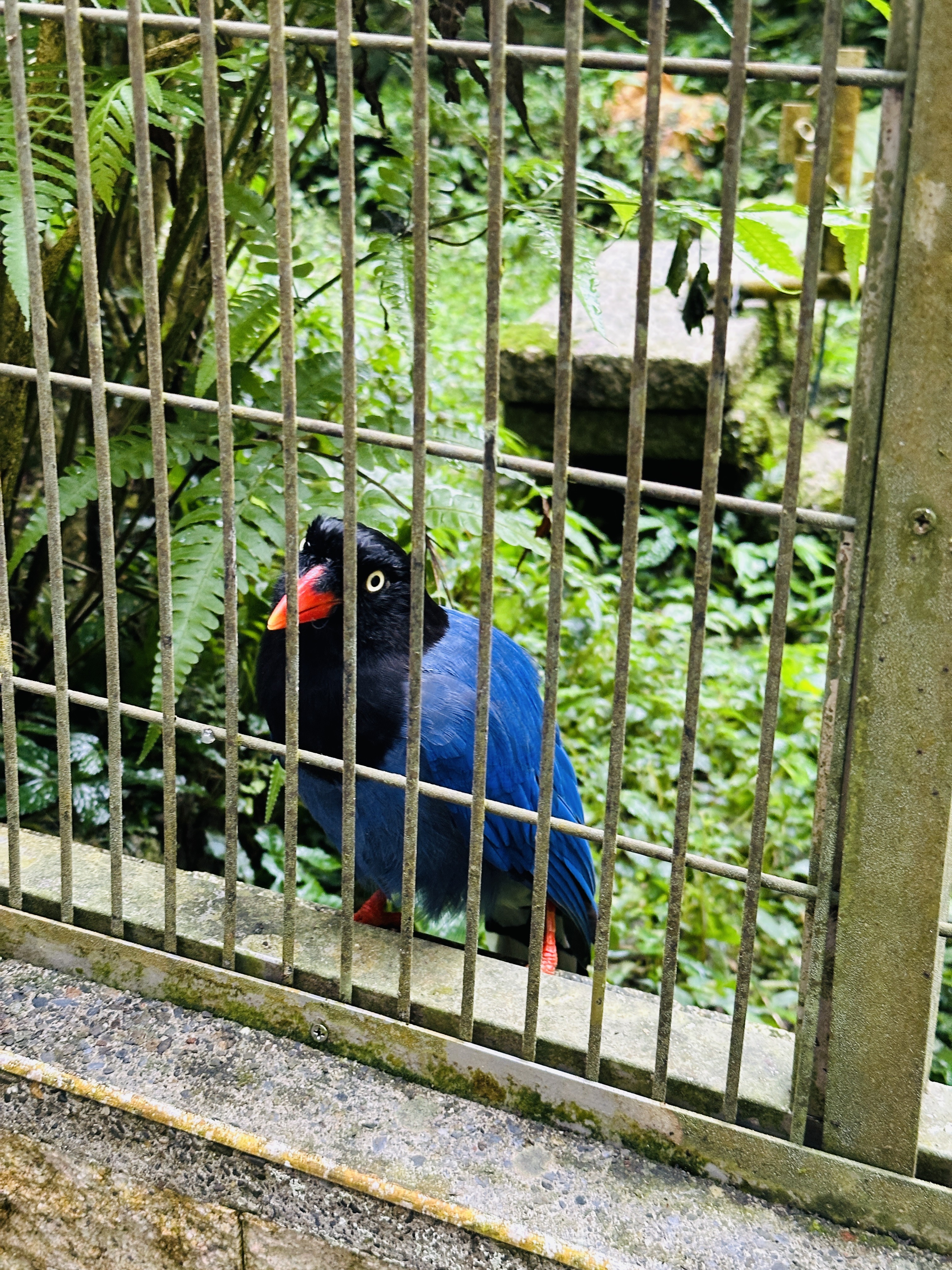 【鳳凰‧森之鳴】南投鹿谷鄉鳳凰自然教育園區，入住會呼吸的森林