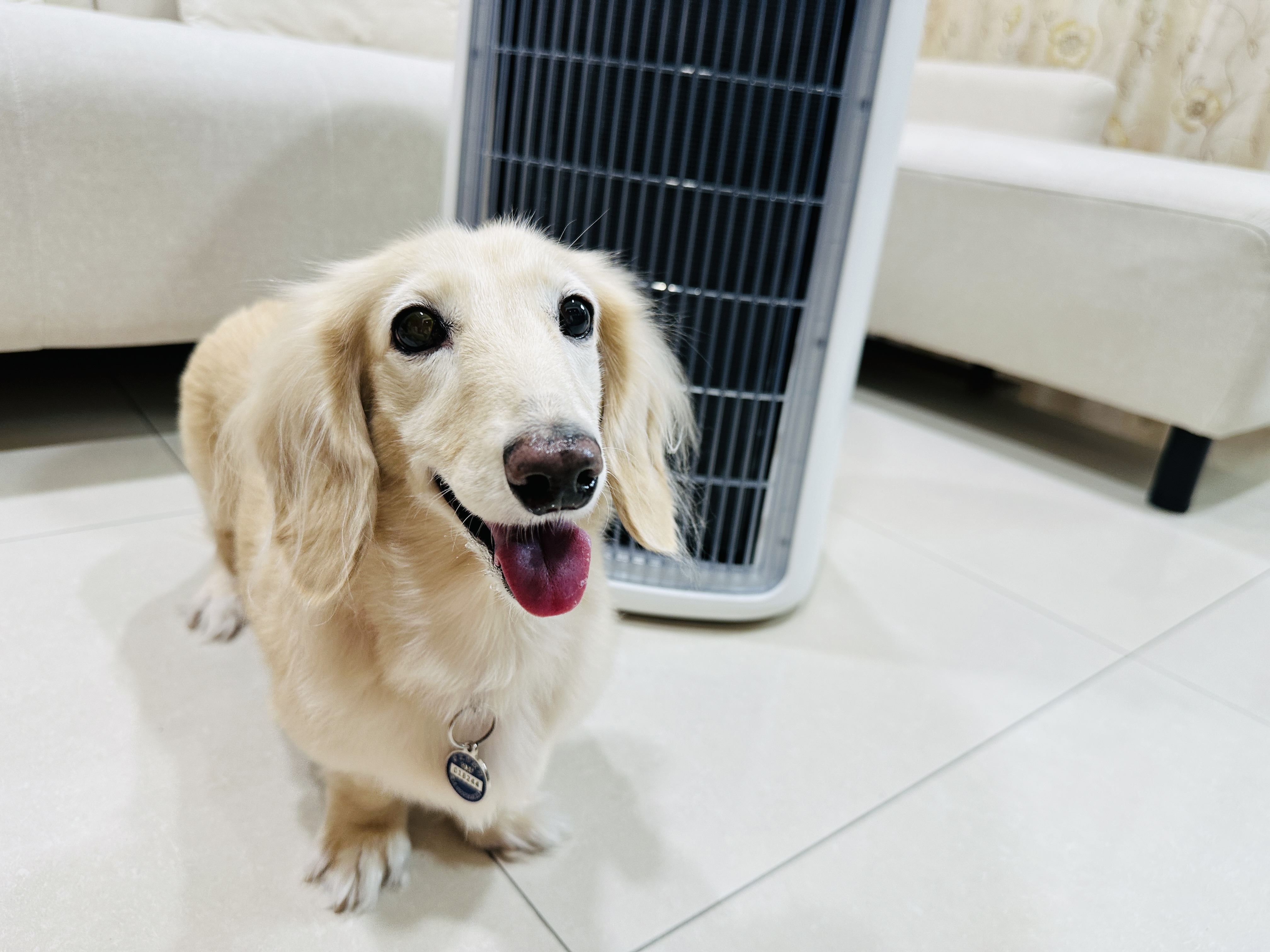 SoleusAir 吸毛大師宅配開箱｜長毛臘腸家必備的毛髮救