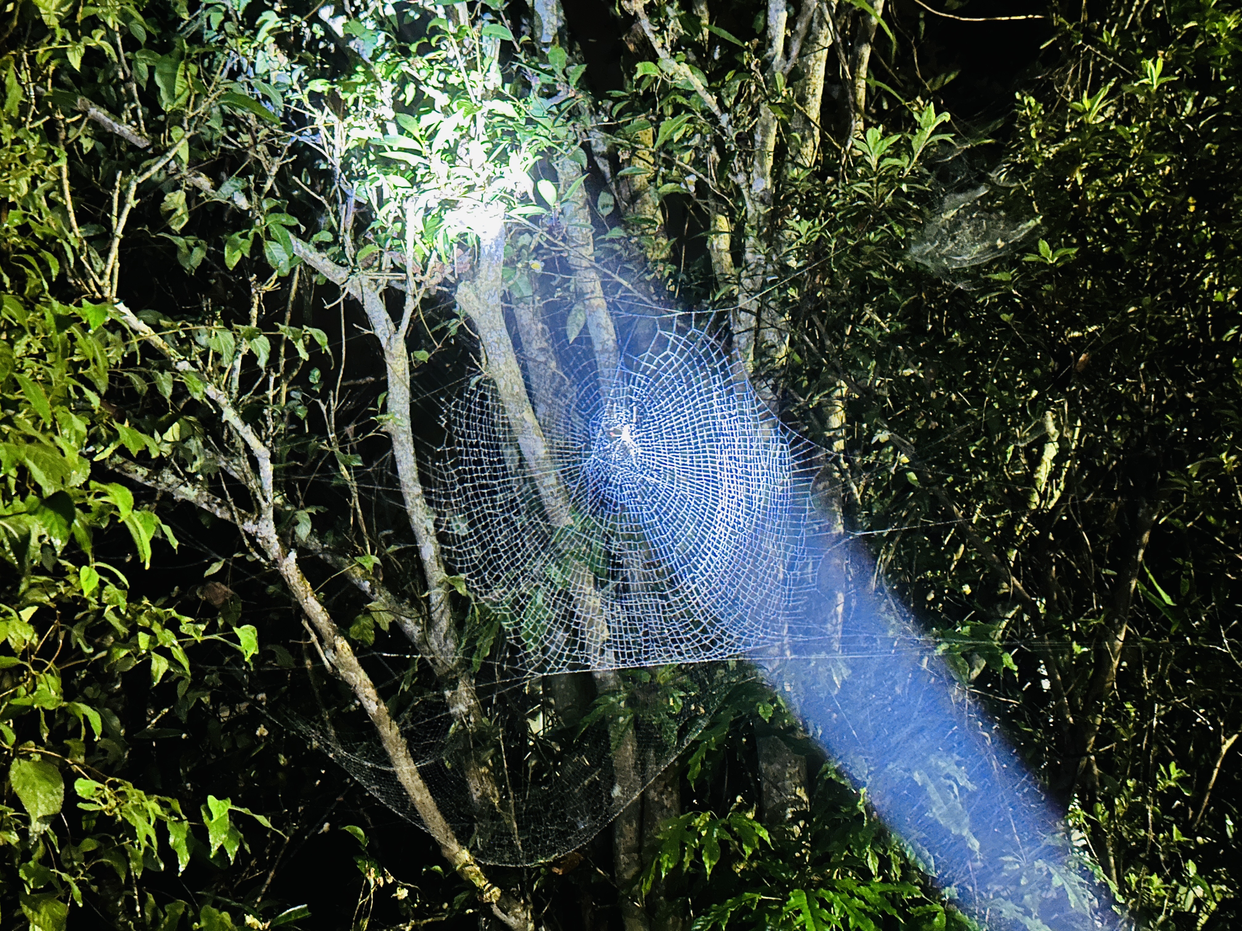 【鳳凰‧森之鳴】南投鹿谷鄉鳳凰自然教育園區，入住會呼吸的森林