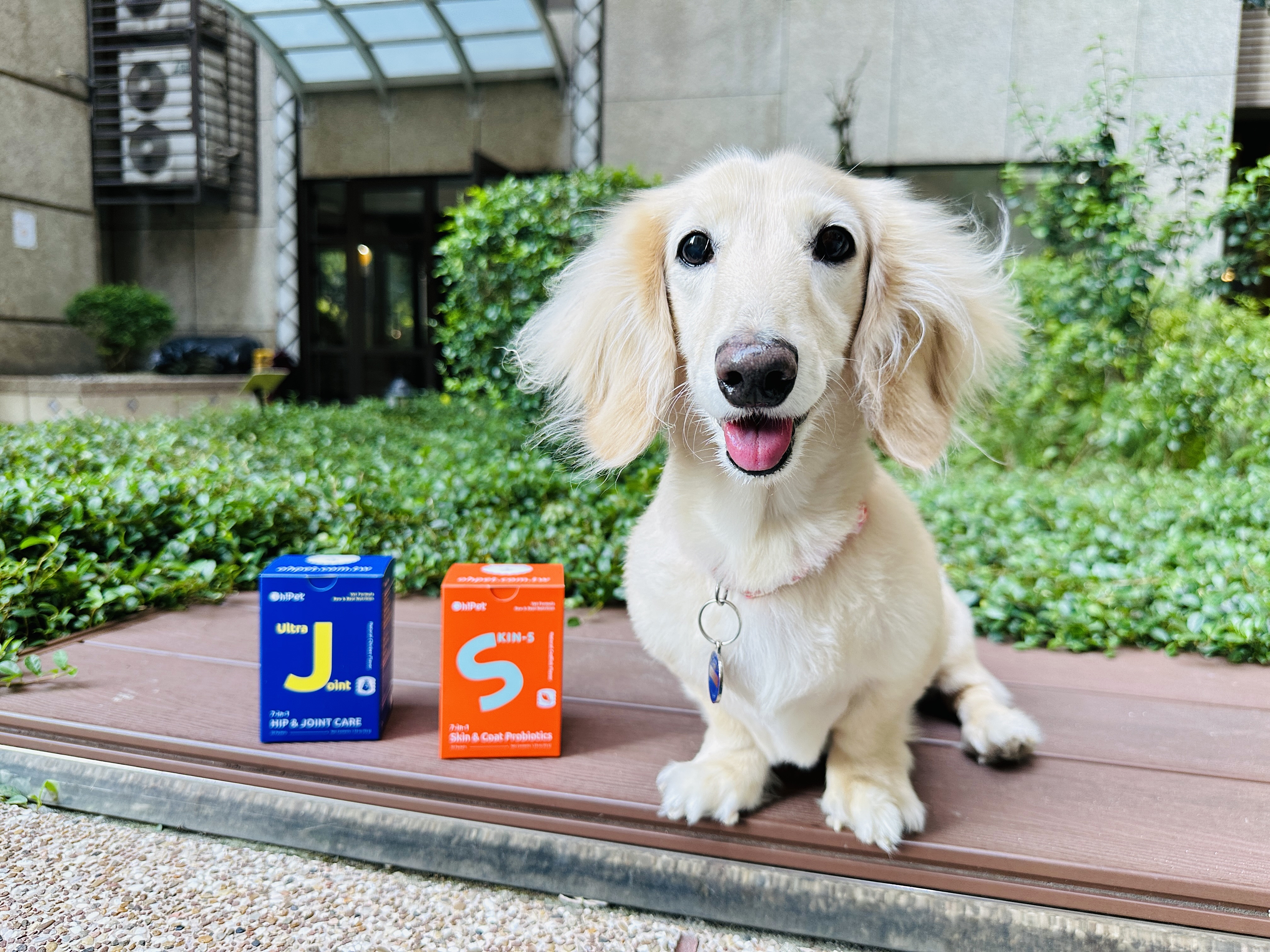 【Oh!Pet®】狗狗益生菌＋關節保健實測｜小臘腸咪咪日常補