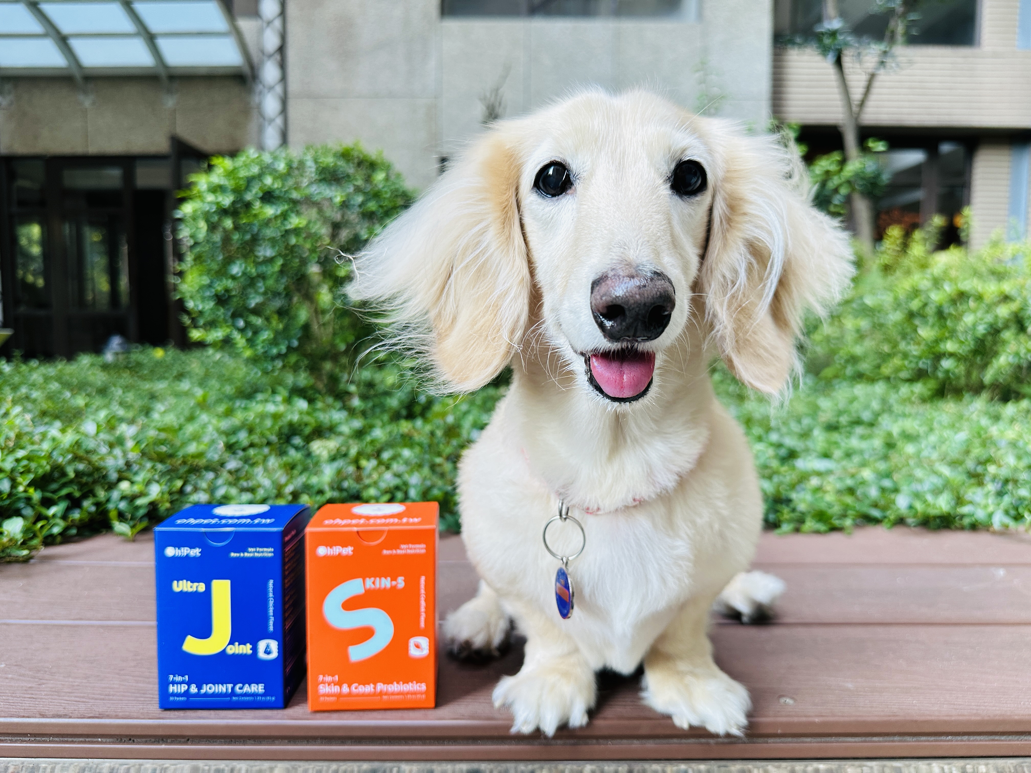 【Oh!Pet®】狗狗益生菌＋關節保健實測｜小臘腸咪咪日常補