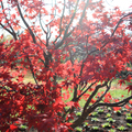 溫哥華楓紅Maple Leaves in Vancouver