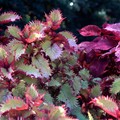 秋天的植物園