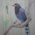 我愛臺灣鳥類[藍鵲]\ 彩色鉛筆畫\美樹家