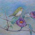 我愛臺灣鳥類\ 彩色鉛筆畫\美樹家