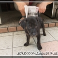 20120707-Jumbo與小黑狗