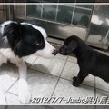 20120707-Jumbo與小黑狗