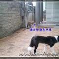 20120721Jumbo的新生活 - 3