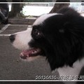 20120721Jumbo的新生活 - 8