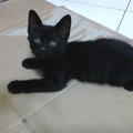 短毛黑貓：小黑寶。