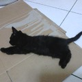 短毛黑貓：小黑寶。