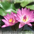 20120916田尾公路花園 - pond lily