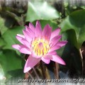 20120916田尾公路花園 - pond lily